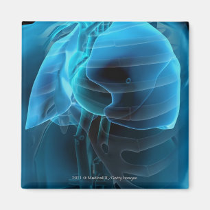 Drei viertel Ansicht von Herz und Lunge Magnet