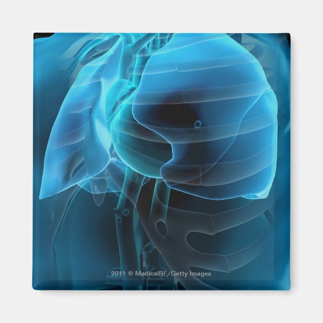 Drei viertel Ansicht von Herz und Lunge Magnet (Vorne)