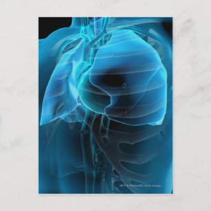 Drei viertel Ansicht von Herz und Lunge Postkarte