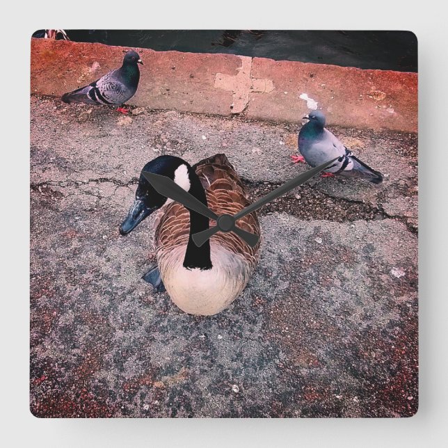 Drei Vögel am Wasser Quadratische Wanduhr (Vorderseite)