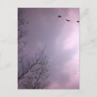 Drei Vögel fliegen so hoch