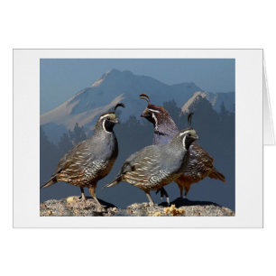 DREI WACHTELN UND SHASTA