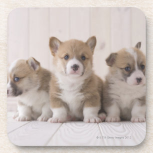 Drei Waliser Corgi Untersetzer
