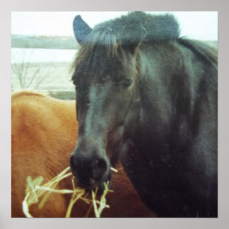 Drei Wege zum Zeichn/ Pferd im Morgengrauen Poster