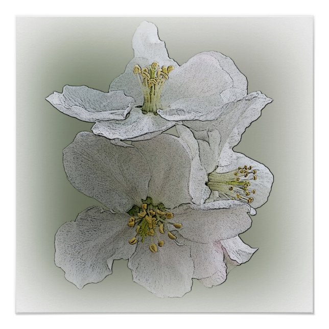 drei weiße Blume Poster (Vorderseite)