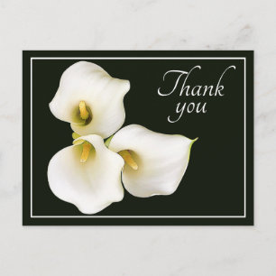 Drei weiße Calla Lilies schwarzer Hintergrund Viel Postkarte