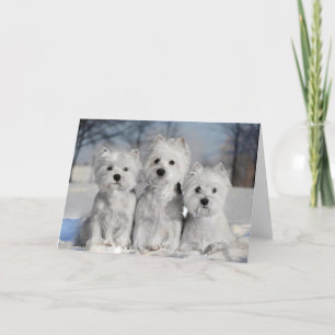 Drei Westies im Schnee Karte