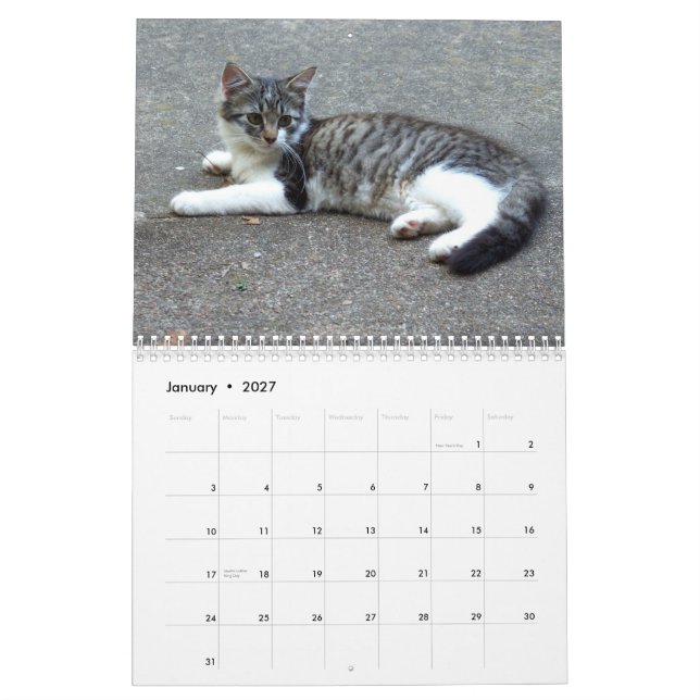 Drei wilde Kätzchen Kalender (Jan 2027)