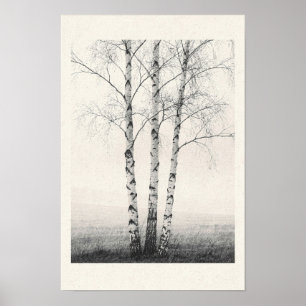 Drei Winter-Birkenbäume Schwarz-Weiß-Natur Po Poster
