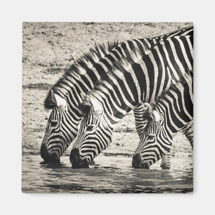 Drei Zebras Drinks Magnet