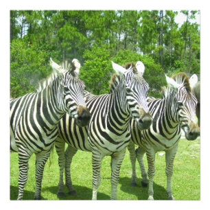 Drei Zebras in Meadow View Fotodruck