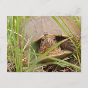 Drei-Zehen-Box-Turtle Postkarte