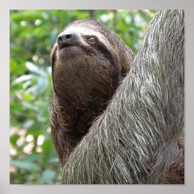 Drei-Zehen-Sloth-Poster Poster (Vorne)