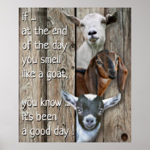 Drei Ziegen Portrait - Niedlich riechen wie eine Z