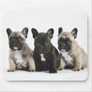 Drei Zucht- Welpen Mousepad