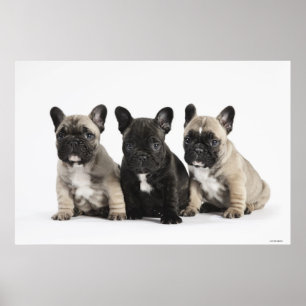 Drei Zucht- Welpen Poster