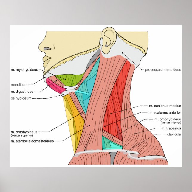 Dreiecke der Nackenmuskeln Anatomisches Diagramm Poster (Vorne)