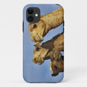 Dreiergruppe von Kamelen, Kamelmarkt, Kairo, Ägypt Case-Mate iPhone Hülle