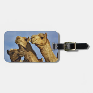 Dreiergruppe von Kamelen, Kamelmarkt, Kairo, Ägypt Gepäckanhänger