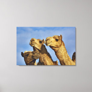 Dreiergruppe von Kamelen, Kamelmarkt, Kairo, Ägypt Leinwanddruck