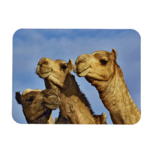 Dreiergruppe von Kamelen, Kamelmarkt, Kairo, Ägypt Magnet