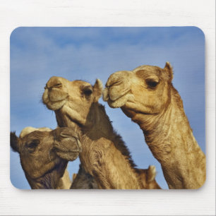 Dreiergruppe von Kamelen, Kamelmarkt, Kairo, Ägypt Mousepad