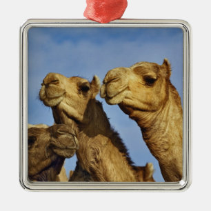 Dreiergruppe von Kamelen, Kamelmarkt, Kairo, Ägypt Ornament Aus Metall
