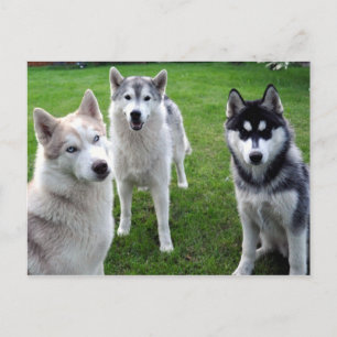 dreierlei postkarte