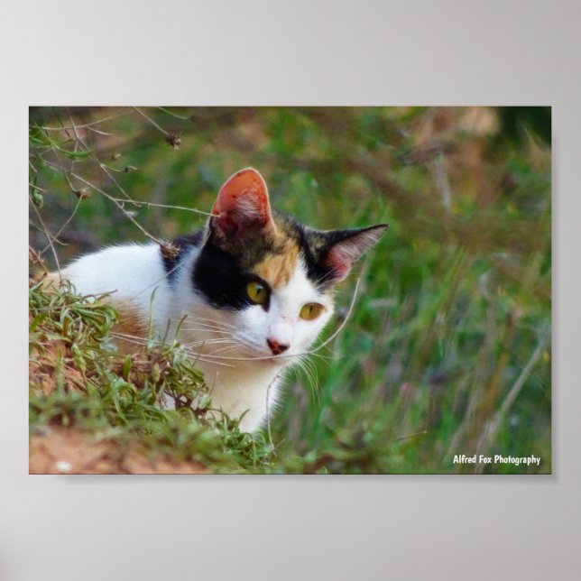 Dreifarbige Katze auf Beutefang Poster (Vorne)