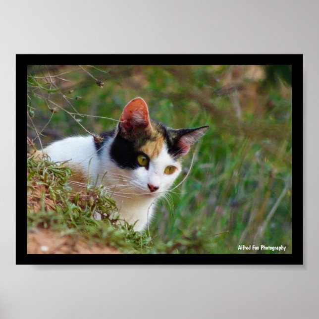 Dreifarbige Katze auf Beutefang Poster (Vorne)
