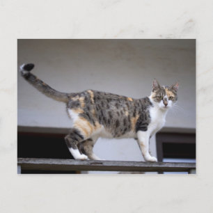 Dreifarbige Katze auf dem Balkon Postkarte