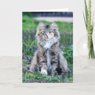 Dreifarbige Katze Karte