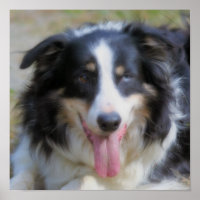 Dreifarbiger Border Collie Gesicht