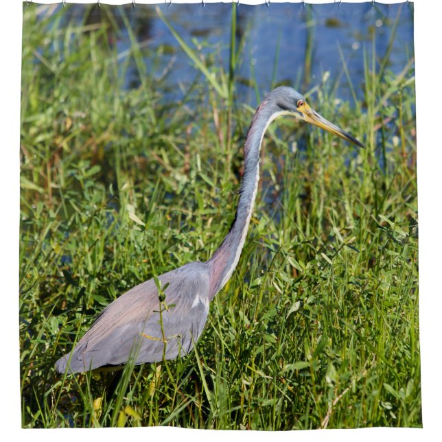 Dreifarbiger Reiher watet im Sumpf Duschvorhang (Vorderseite)