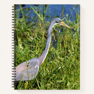 Dreifarbiger Reiher watet im Sumpf Notizbuch