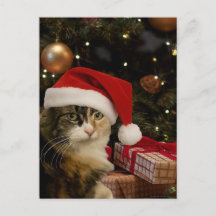 Dreifarbiges Santa-Kätzchen-Postkarte