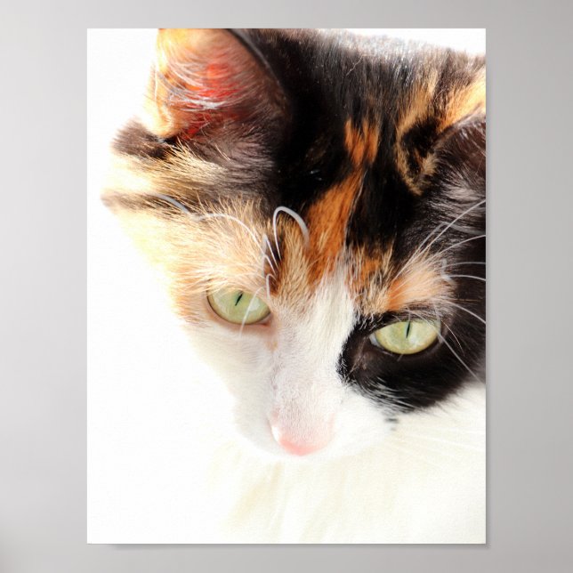 Dreifarbkatze Poster (Vorne)