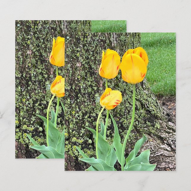 Dreigelbe Tulips / Scrapbook Paper (Vorne/Hinten)