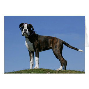 Dreimonatiges Baby Boxer-Welpe