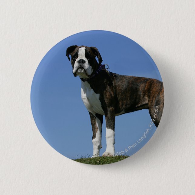 Dreimonatiges Baby Boxer-Welpe Button (Vorderseite)