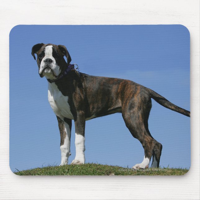 Dreimonatiges Baby Boxer-Welpe Mousepad (Vorne)