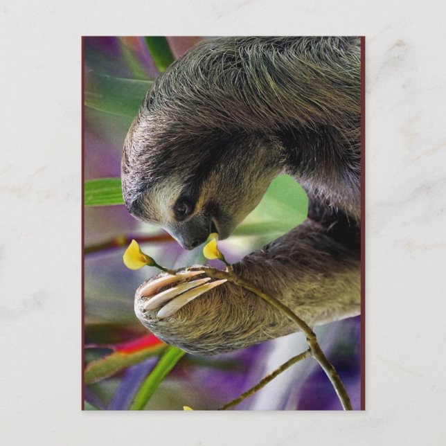 Dreischneider-Baum-Faultier Postkarte (Vorderseite)