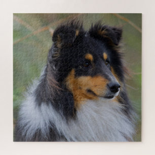 Dreisfarbensaltie (Shetland Sheepdog) Puzzle