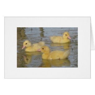 Dreitägige alte Muscovy-Entlein