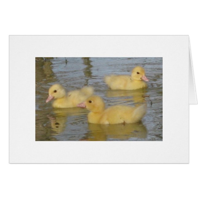 Dreitägige alte Muscovy-Entlein (Vorderseite (Horizontal))