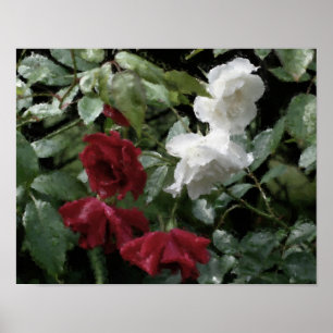 Drenched Roses Flower Watercolor Photo Painting Poster