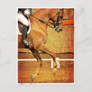 Dressage Postkarte