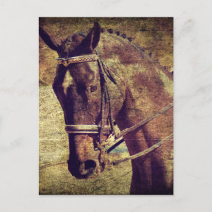 Dressage Postkarte