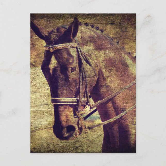 Dressage Postkarte (Vorderseite)