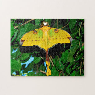 Drexel Butterfly. Puzzle